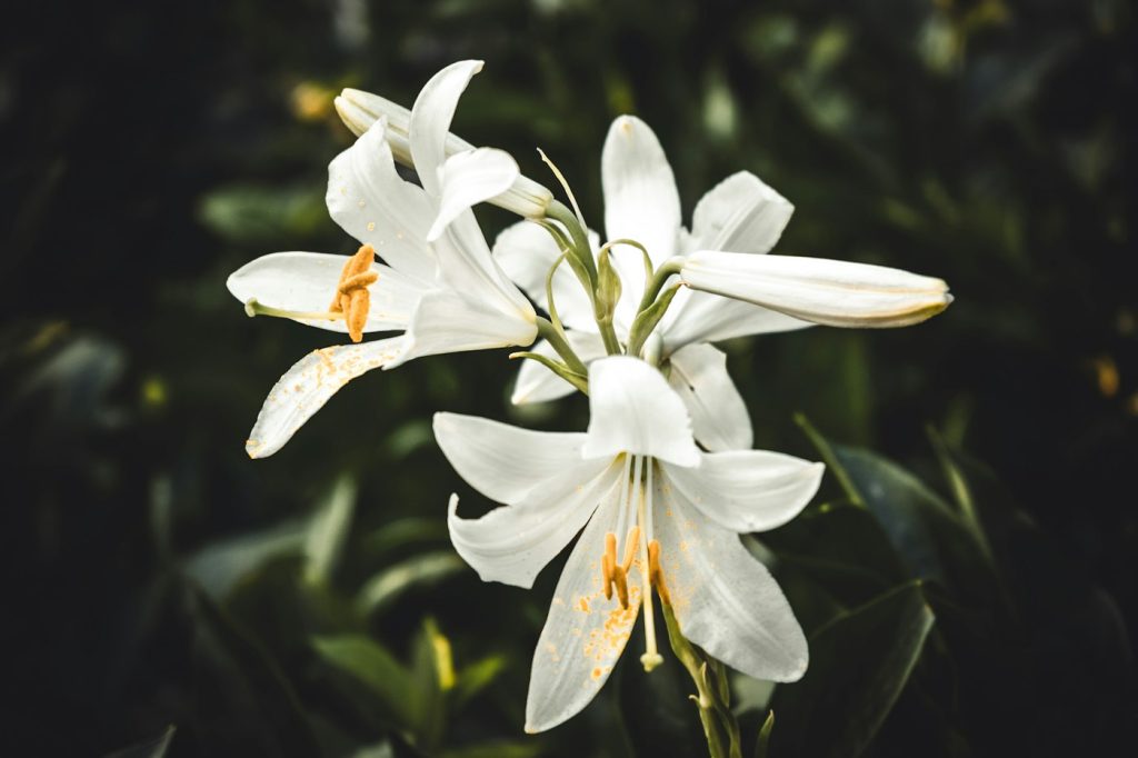 Bouquet de lys blancs posé lors d'une cérémonie d'obsèques